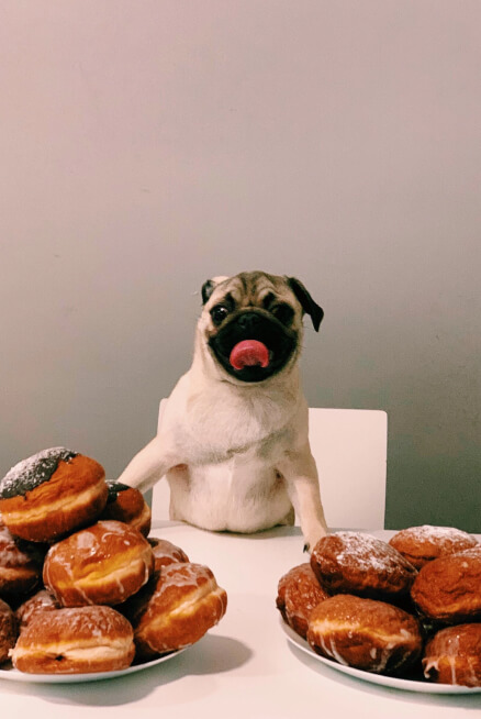 A pug with doughnuts